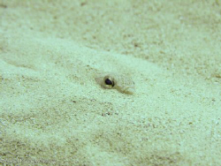 The picture was taken in Ghar Lapsi. I think it's a sand ... by Michal Krzysztofowicz 